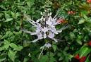 FLMNH - Butterfly Rainforest Plant Sales - Cat's Whiskers 36