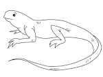 Iguana coloring page