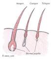 Hair Loss Blog - Is Hair Shedding a Sign of Hair Loss - Hair Loss ...