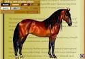 HORSE ISLE - Online Multiplayer Horse Game