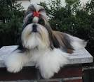 Comparing Breeds of Dogs - Find the Right Pet
