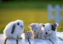 cute baby rabbit