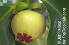 <b>Garcinia mangostana</b>