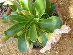 (<b>Portulacaceae</b>) plant.jpg