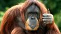 orang-outang pronunciation