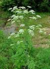 <b>Conium</b> maculatum plant