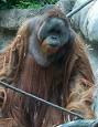 Bornean orangutan - Wikipedia, the free encyclopedia