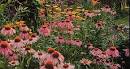 How to Make Butterfly Gardens | University of Kentucky Entomology