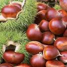 Winter Fruit Extract- Chestnut Extract | Fruit Extract Suppliers