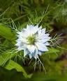 <b>Nigella damascena</b>