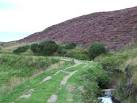 Heather at Greenock Cut. Above Inverclyde Academy Inverkip Road Campus. - via Daymix
