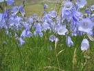 Harebells on Vatersay Isthmus - via Daymix