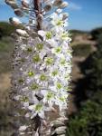 File:<b>Urginea</b> maritima