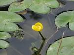 File:<b>Nuphar</b> lutea 170803.jpg
