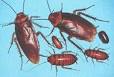 Cockroaches