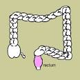 Diagram of the Rectum - Rectum Diagram