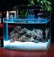 Table of Content: Jbj Nano Refugium TO Cheap Dog Carrier from ... 