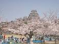 300px-Castle_Himeji_sakura02.jpg