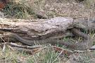 Eastern Brown Snake - Snake Catchers Brisbane - Snake Identification