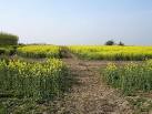 Bridleway to Dryland Farm. A continuation of the bridleway seen here Link - via Daymix