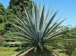 Agave nectar - Wikipedia, the free encyclopedia