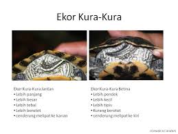 Ekor Kura-Kura. Ekor kura-kura bisa juga dijadikan alat untuk mengidentifikasi kelamin kura-kura peliharaan kita. Ekor kura-kura jantan biasanya ... - ekor-kura-kura