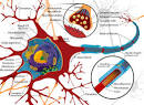 membrane of the <b>neuron</b>.