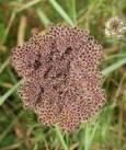 Wild carrot in seed. Daucus carota: a late stage in the development of the - via Daymix