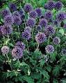 Utah Water-Wise Plants (Utah Division of Water Resources)