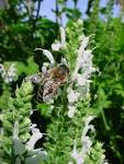 the great taste of sage. - via Daymix