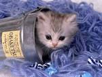 chats pour toujours!!!!!!!!!!!! - Animaux