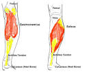 http://www.raqs.co.nz/safedance/graphics/calf_muscle.jpg