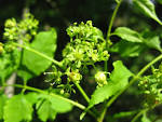 File:<b>Picrasma</b> quassioides 6.