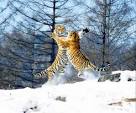 Siberian Tiger Park Tiger Fighting, Harbin Siberian Tiger Park ...