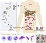 (Top) Life cycle of <b>Plasmodium</b>