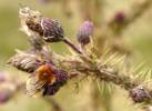 This distinctive subspecies - via Daymix