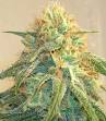 Cannabis sativa - Wikipedia, the free encyclopedia