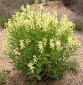 <b>Astragalus membranaceus</b>