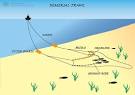 Demersal trawl « Australian Fisheries Management Authority