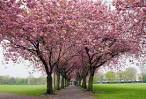 Spring in Scotland by Ã‚Ã