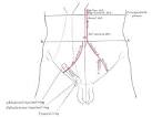 Illustrations. Fig. 1227. Gray, Henry. 1918. Anatomy of the Human ...