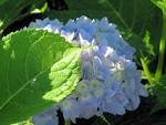 Endless Summer hydrangea blooming well this year — Cold Climate ...