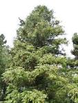 File:<b>Cunninghamia</b> lanceolata5.