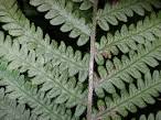 <b>Dryopteridaceae</b> Deparia