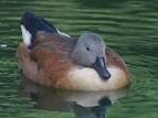 beautiful duck on water - via Daymix