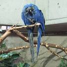 Clipping Your Parrot's Feathers - Considerations and Techniques ...