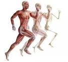 muscle <b>atrophy</b>, gadd45a