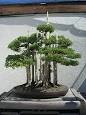Deadwood bonsai techniques - Wikipedia, the free encyclopedia