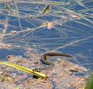 Young grass snake in the River - via Daymix