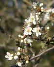 of the important Rosaceae family, belonging to the genus 'Prunus'. - via Daymix